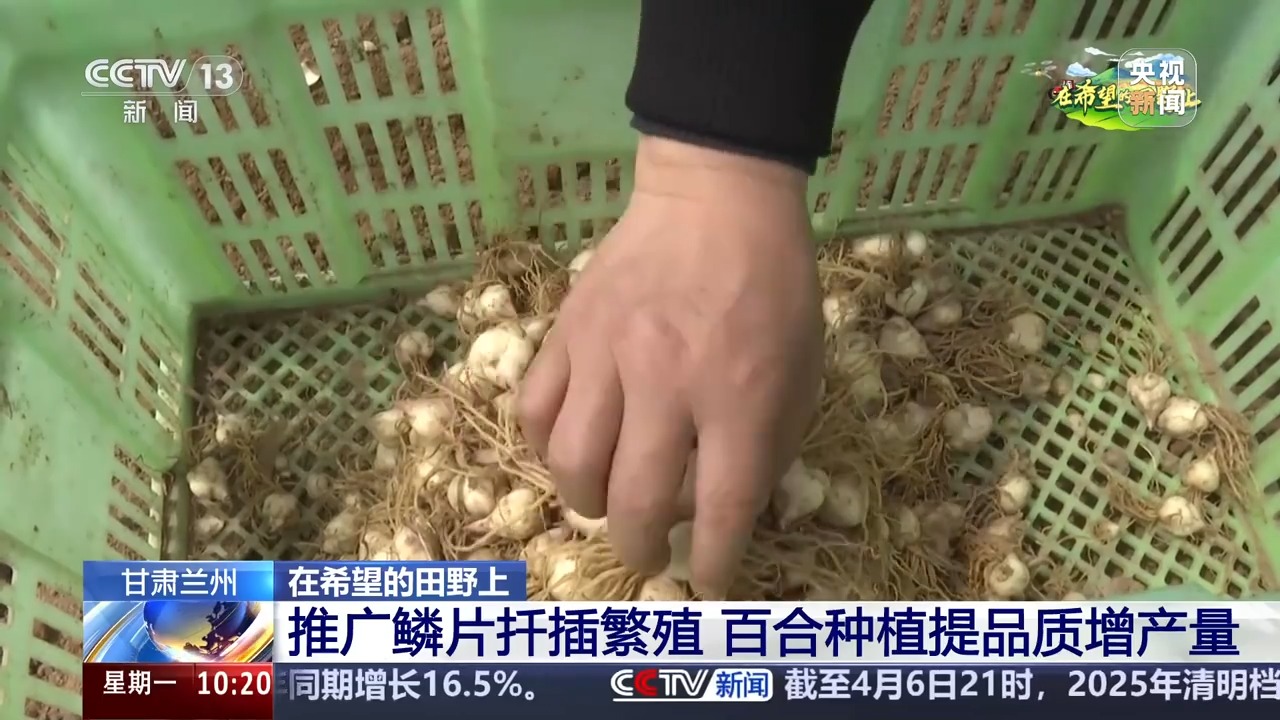 、百合种植新技术……清明时节农事忙AG真人中国让麦田喝上“聪明水”(图2)